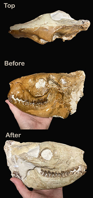 Oreodont Skull DSM 4831 Museums and Galleries